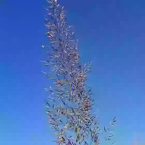 Calamagrostis brachytricha Korean feather reed grass 